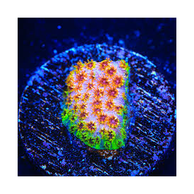 SkittlesBomb Cyphastrea