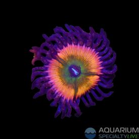 Rainbow Infusion Palythoa