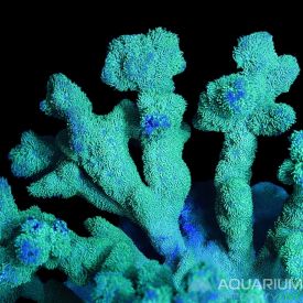 Green Branching Psammocora