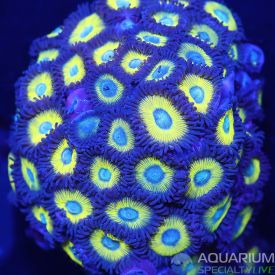 Banana Boat Zoa