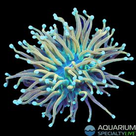 Holy Guacamole Torch 2 (WYSIWYG)