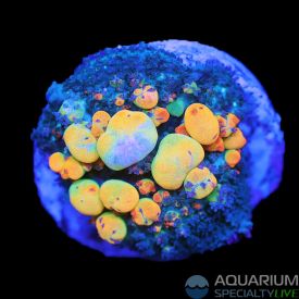 OG Bounce Mushroom (WYISYWG)