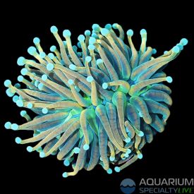 Holy Guacamole Torch (WYSIWYG)