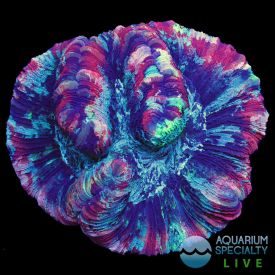 Rainbow Wellsophyllia - WYSIWYG