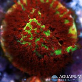 JF Burning Banana Stylocoeniella