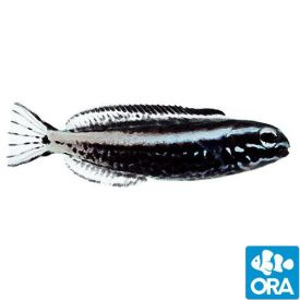 ORA Captive Bred Kamohara Blenny (Meiacanthus kamoharai)