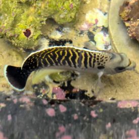 Apolemichthys kingi Tiger Angelfish About 4"