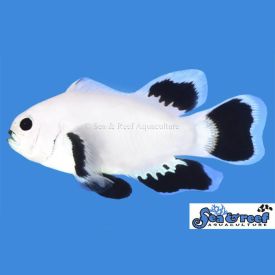 Sea & Reef Longfin Snow Storm Clownfish