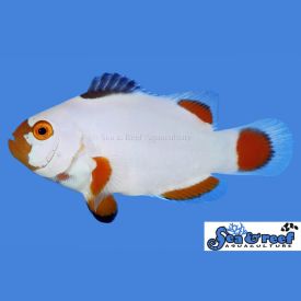 Sea & Reef Maine Blizzard Clownfish