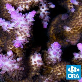 ORA Aquacultured Miami Orchid (Acropora sp.)