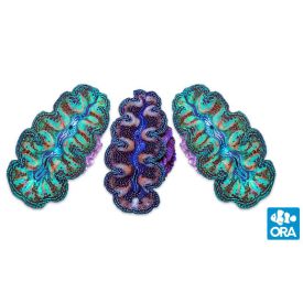 ORA Aquacultured Ultra Grade Crocea (T. crocea) - 1.25 - 1.5" 