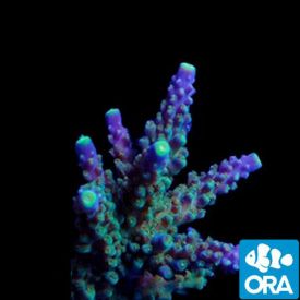 ORA Aquacultured Marshall Island Wanderlust Acro