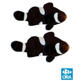 ORA Misbar & Extreme Misbar Black Ocellaris Pair