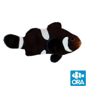 ORA Misbar & Extreme Misbar Black Ocellaris