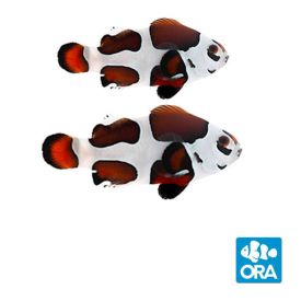 ORA MOCHA STORM OCELLARIS Pair (AMPHIPRION OCELLARIS)