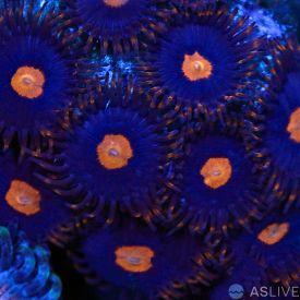 My Clementine Zoanthid