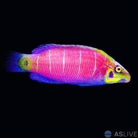 Mystery Wrasse - Male, Pseudocheilinus ocellatus