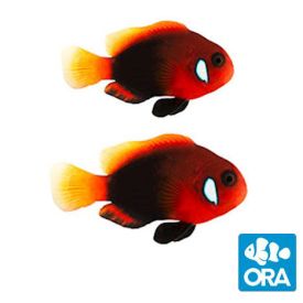 ORA Naked Cinammon Clownfish with Dots Pair