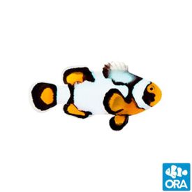 ORA Captive Bred Nebula Clownfish
