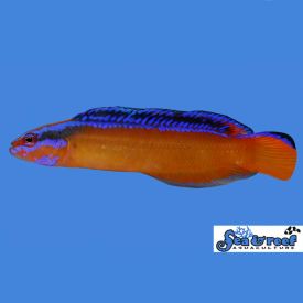 Sea & Reef Neon Dottyback