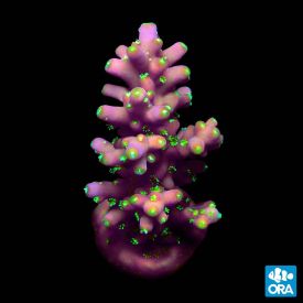 ORA Aquacultured Marshall Island Neon Green Polyp Acro.