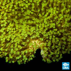 ORA Aquacultured Marshall Island Neon Green Polyp Toadstool