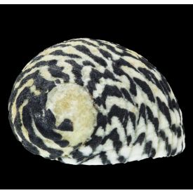 Checkered Nerite Snails