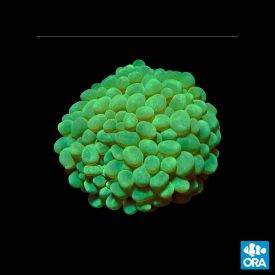 ORA Aquacultured Marshall Island Pearl Bubble Coral