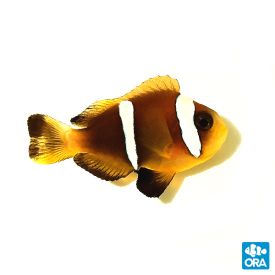 ORA Oman Captive Bred Clownfish