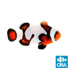 ORA Captive Bred Mocha Gladiator (Amphiprion ocellaris)