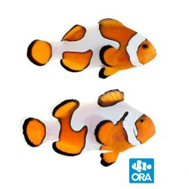 ORA Gladiator Pair (Amphiprion ocellaris)
