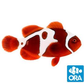 ORA Captive Bred GoldXLightning Maroon (Amphiprion biaculeatus)