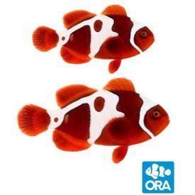 ORA Captive Bred GoldXLightning Maroon Pair