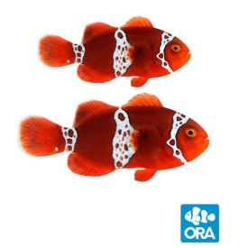 ORA Captive Bred Lightning Maroon Pair