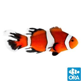 ORA Longfin Ocellaris (Amphiprion ocellaris)