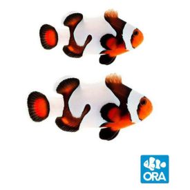 ORA Captive Bred Mocha Gladiator Pair