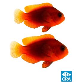 ORA Captive Bred Pair Naked Cinnamon Clownfish