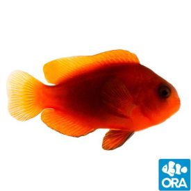ORA Captive Bred Naked Cinnamon Clownfish
