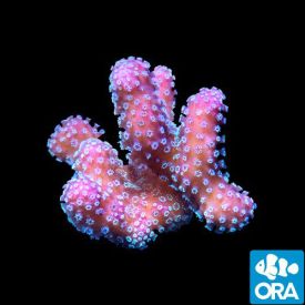 ORA Aquacultured Stellar Stylophora