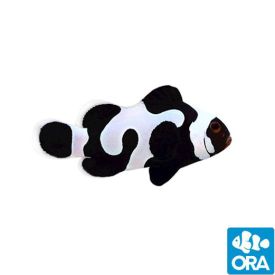 ORA Captive Bred BLACK GLADIATOR