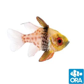 ORA Captive Bred Pajama Cardinal