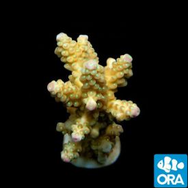 ORA Aquacultured Marshall Island Passion Nasuta