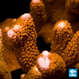 ORA Aquacultured Peach Montipora Digitata
