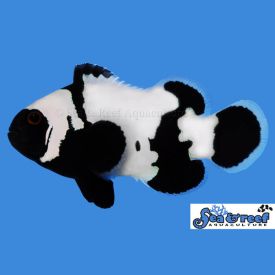 Sea & Reef Phantom Clownfish