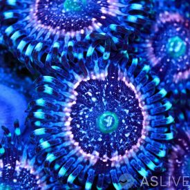Pink Zipper Zoanthid