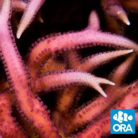 ORA Aquacultured Pink Birdsnest (Seriatopora hystrix)