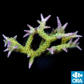 ORA Aquacultured Ponape Birdsnest (Seriatopora sp.)