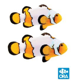 ORA Premium Snowflake Pair (Amphiprion ocellaris)