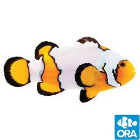 ORA Premium Snowflake (Amphiprion ocellaris)