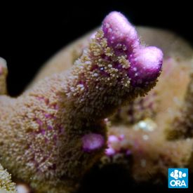 ORA Aquacultured Purple Montipora Digitata